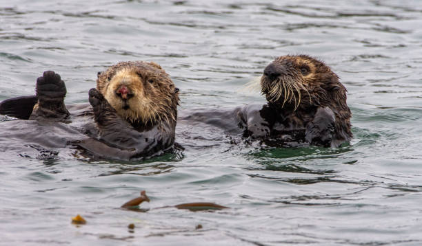 istock Sea Otters at Elkhorn Slough 1267227231