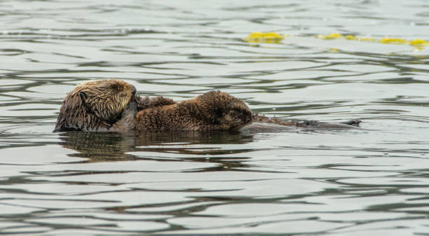 istock Sea Otters at Elkhorn Slough 1267227244