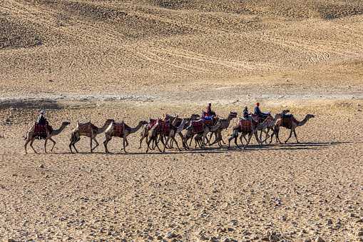 A camels caravan during the early morning going to pick up tourist at the Great Pyramids of Giza, Egypt. Dec 07, 2019.