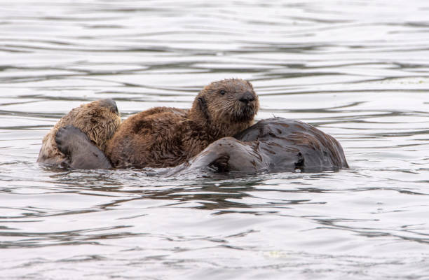 istock Sea Otters at Elkhorn Slough 1267228333