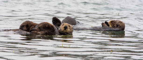 istock Sea Otters at Elkhorn Slough 1267228376