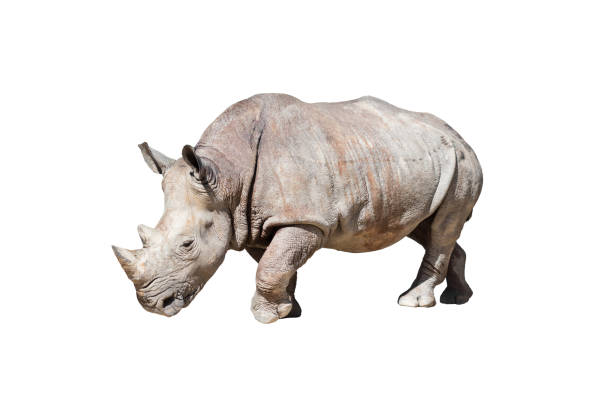 istock Rhinoceros,animal or wildlife concept. 1267228701
