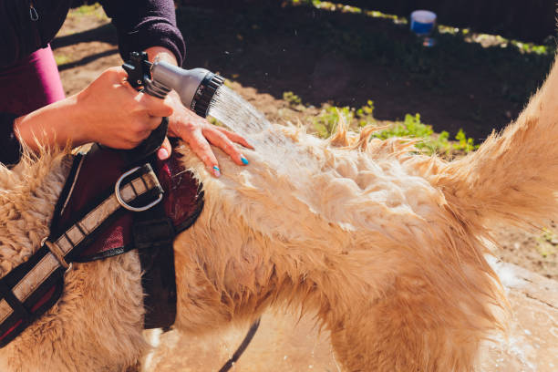 istock the dog washes under a shower, selective focus. 1267228920