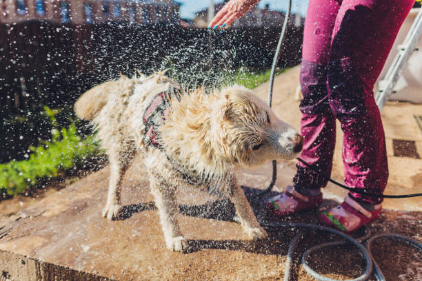 istock the dog washes under a shower, selective focus. 1267228941