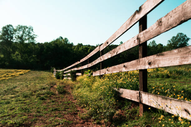 istock Weeds and Yellow Flowers on a Fence 1267233774