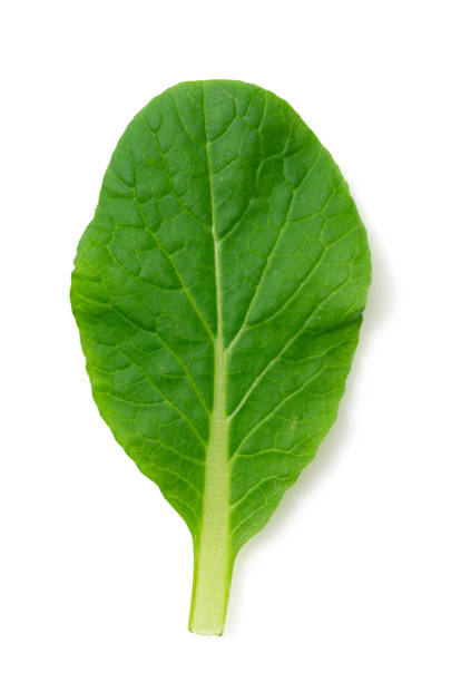 istock Salad leaves on a white background 1267234286