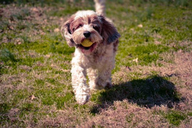 istock Dog with a Ball 1267234338