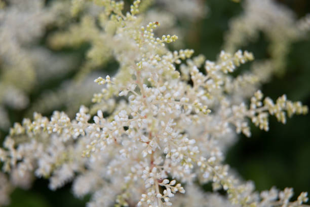 istock Beautiful summer garden plants 1267234434