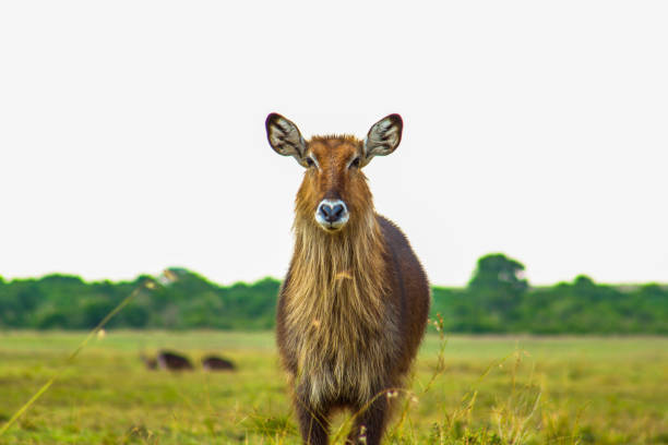 A photogenic animal