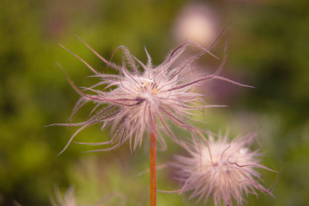 istock Beautiful summer garden plants 1267234482
