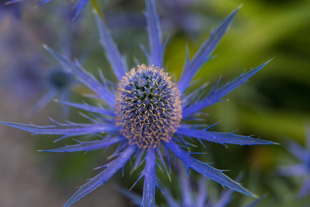 istock Beautiful summer garden plants 1267234486