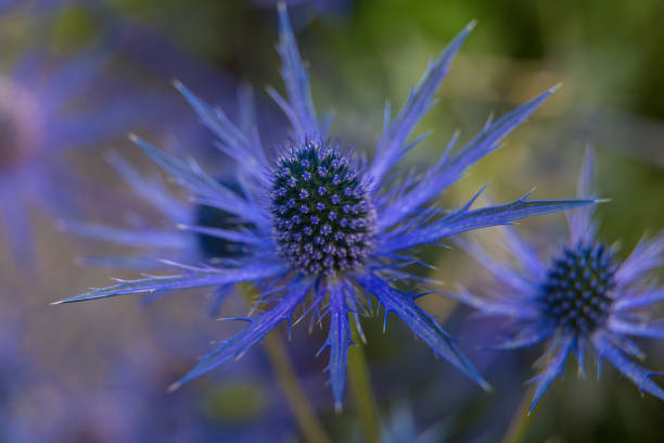 Beautiful summer garden plants in bloom