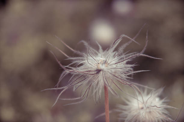 istock Beautiful summer garden plants 1267234602