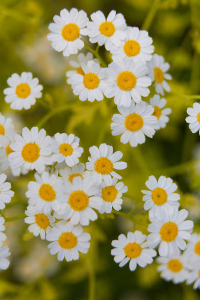 istock Beautiful summer garden plants 1267234628