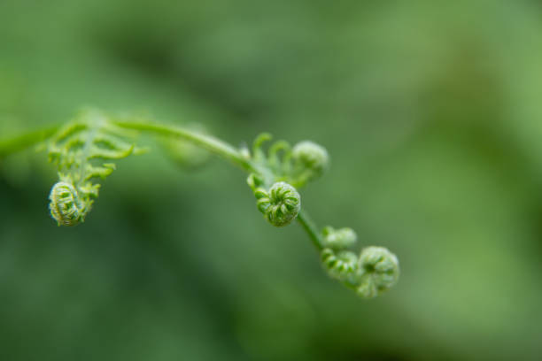 istock Beautiful summer garden plants 1267234641