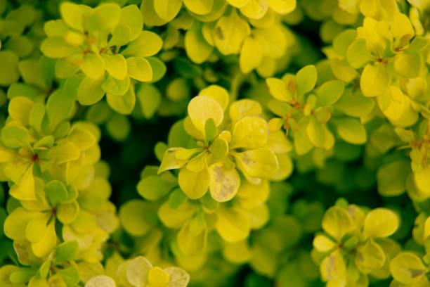 istock Beautiful summer garden plants 1267234677