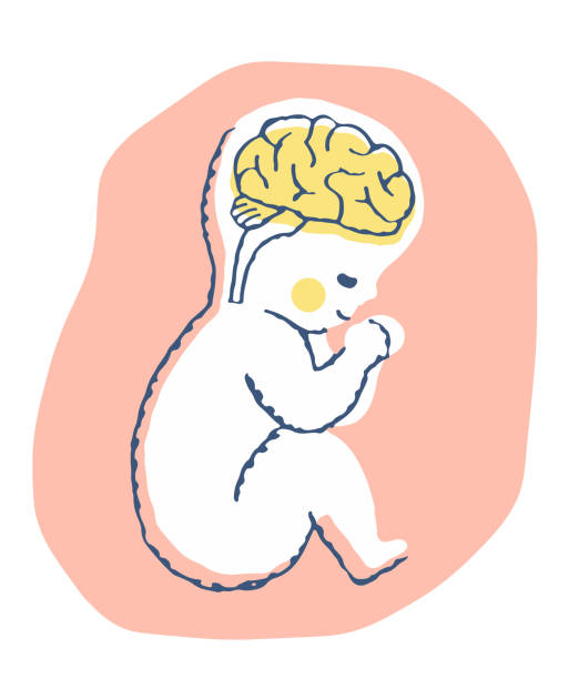 Pregnant n baby brain Parenting, growth, pose, infant, Pediatric, brain, medical, hugging knees stock illustrations