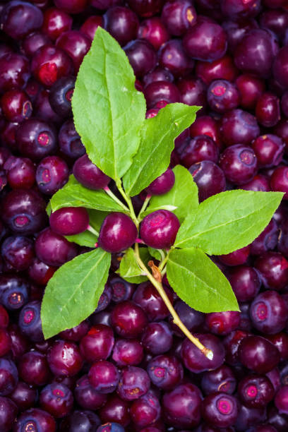 Fresh Huckleberries close up of a grouped of freshly picked huckleberries with a peace of the brush with green leaves and berries still attached on top huckleberry stock pictures, royalty-free photos & images