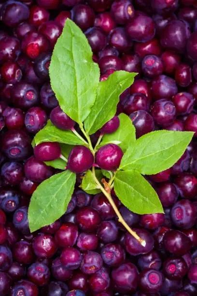 Photo of Fresh Huckleberries