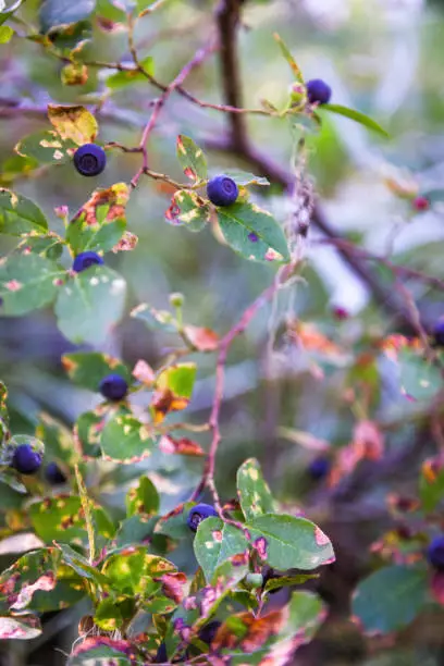 Photo of Fresh Huckleberries