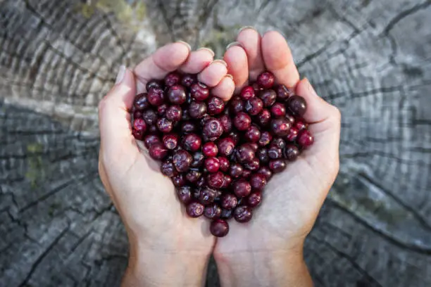 Photo of love for huckleberries