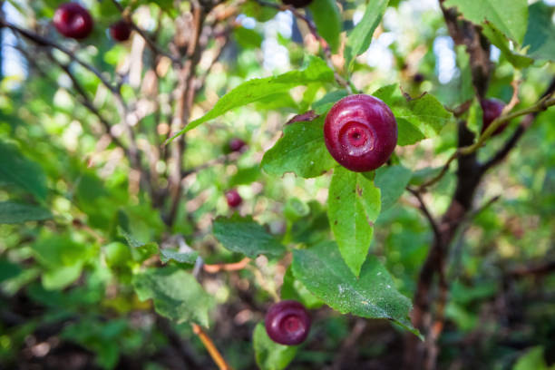 kuvapankkikuvat ja rojaltivapaat kuvat aiheesta tuoreet huckleberries - huckleberry