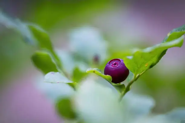 Photo of Fresh Huckleberries