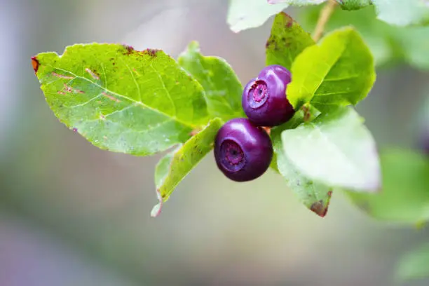 Photo of Fresh Huckleberries