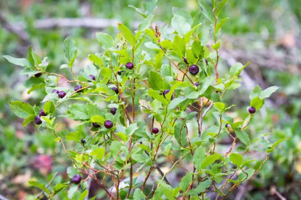 Photo of Fresh Huckleberries