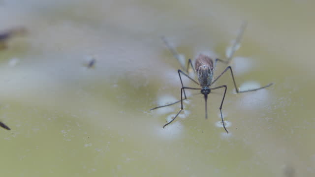 Mosquito on Stagnant Water