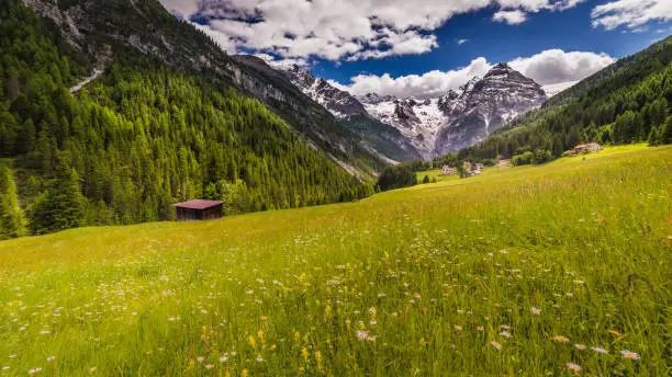 Springtime wildflowers and Stilfs Idyllic landscape, near Passo dello Stelvio – South Tyrol alps, Italy