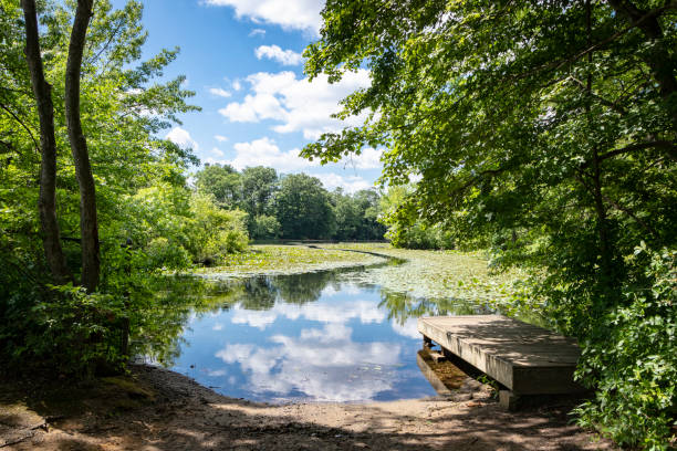 istock Lush summertime view of pond environment 1267240692