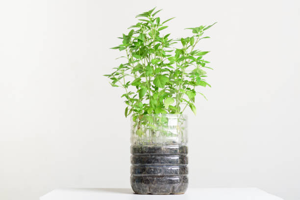 istock Plastic bottles water DIY for planting vegetables plant 1267241306