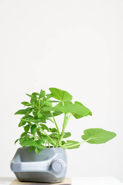 istock Gallon oil canister container DIY for planting vegetables 1267241310