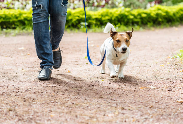 istock Dog on lead and owner walking quickly through park alley during obedience training class 1267241434