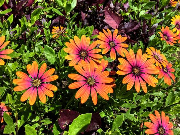 istock beautiful orange, pink and purple daisies 1267242280
