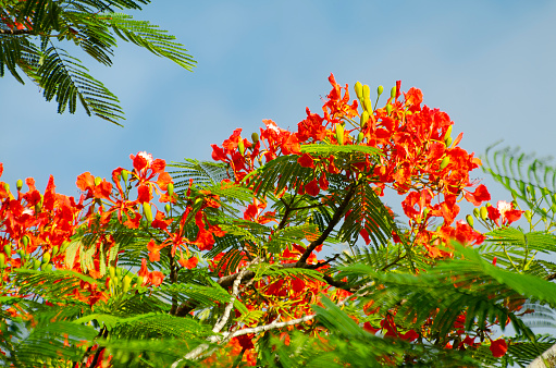 Flowers and fruits of a gout plant, Jatropha podagrica