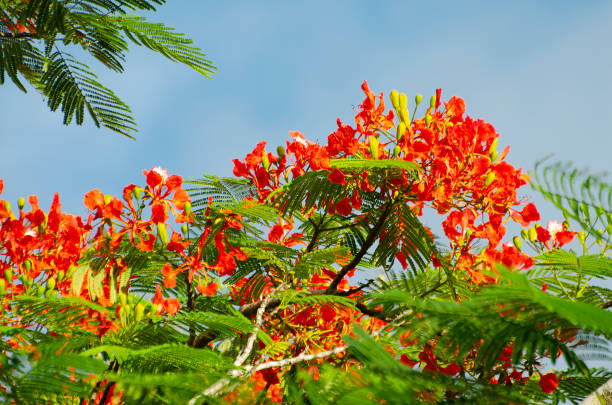 kwiaty na królewskim drzewie poinciana, delonix regia - 7700 zdjęcia i obrazy z banku zdjęć