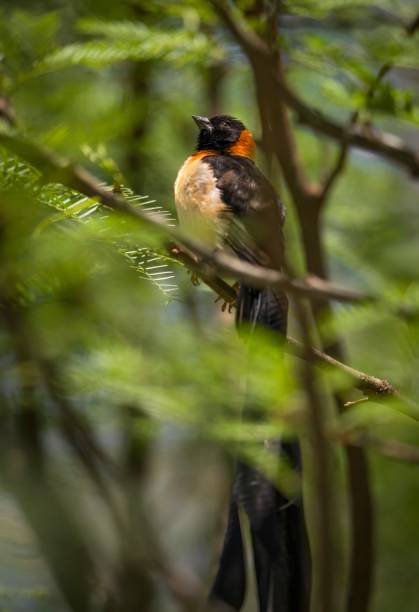 istock side view of exclamatory paradise whydah bird perched in tree 1267243261
