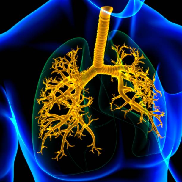 istock Lungs Human Respiratory System Anatomy For Medical Concept 3D 1267243311