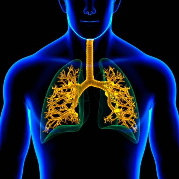istock Lungs Human Respiratory System Anatomy For Medical Concept 3D 1267243352