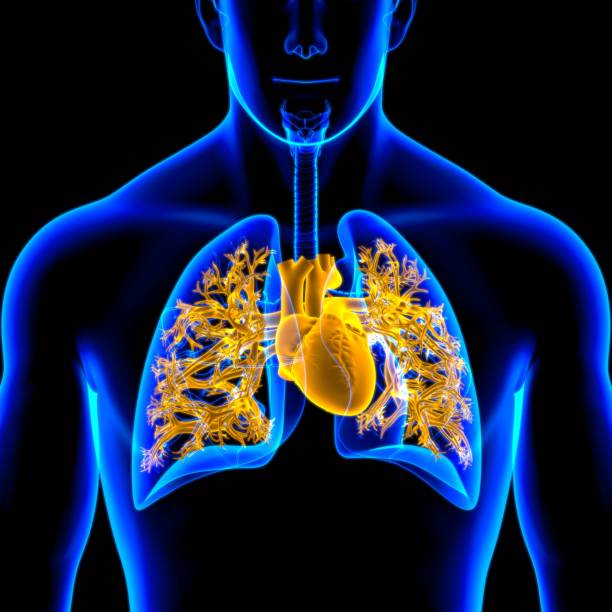 istock Lungs Human Respiratory System Anatomy For Medical Concept 3D 1267243369