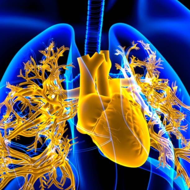 istock Lungs Human Respiratory System Anatomy For Medical Concept 3D 1267243421