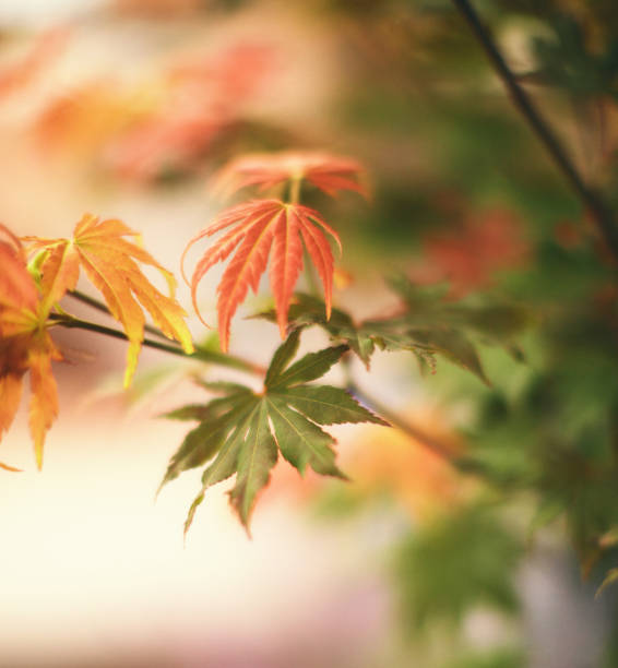 Fall background with Northern Mountain Maple Leaves