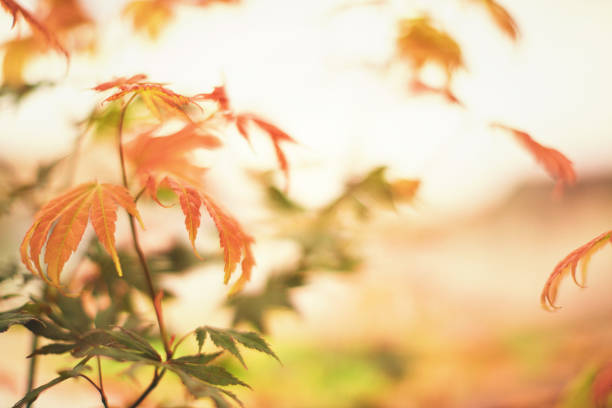 Fall background with Northern Mountain Maple Leaves