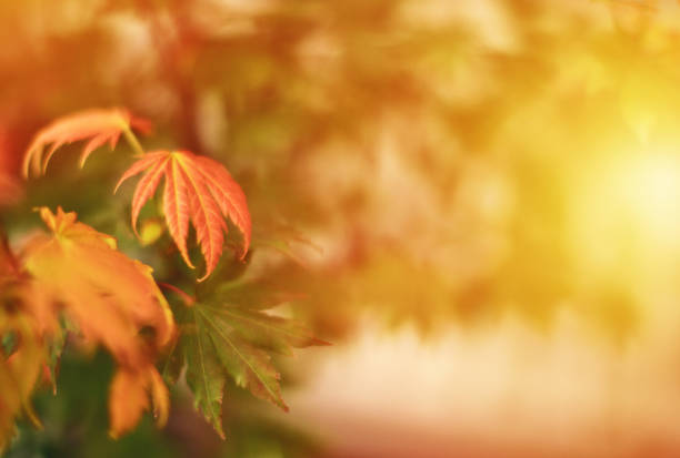 istock Fall background with Northern Mountain Maple Leaves 1267244269