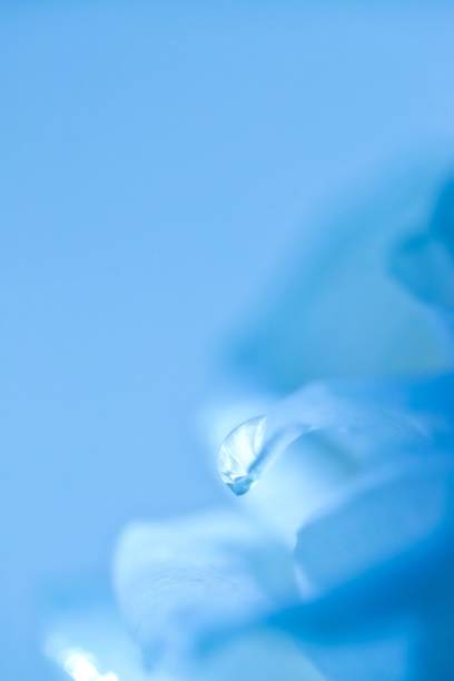 istock Water Drop On White Rose Petal 1267247153