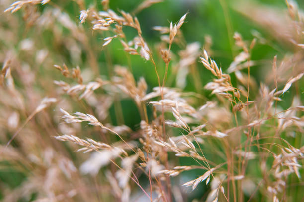 Beautiful summer garden plants in bloom