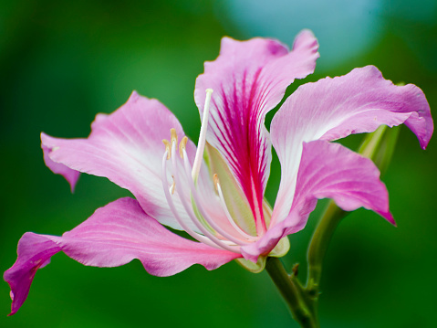 Close up of pink flower of orchid tree, Bauhinia cultivar.