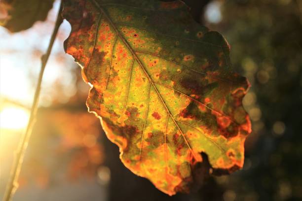 istock Autumn leaves that the sunlight shines on 1267250188